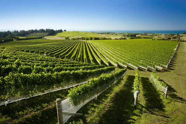 2016新西兰葡萄丰产，葡萄酒出口再增长
