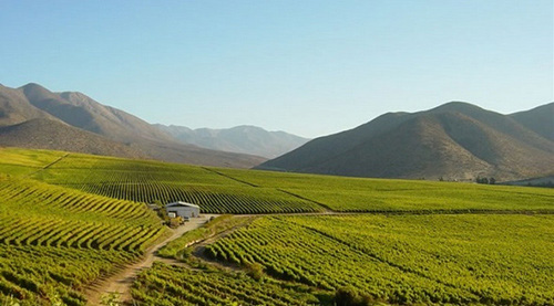 智利宣布葡萄酒新浪潮趋势已经到来